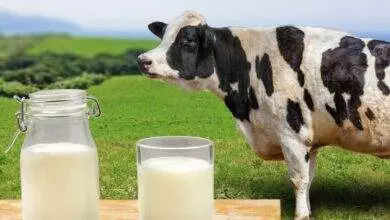 7791 cow standing nex tto table with a jar of milk and a glass of milk