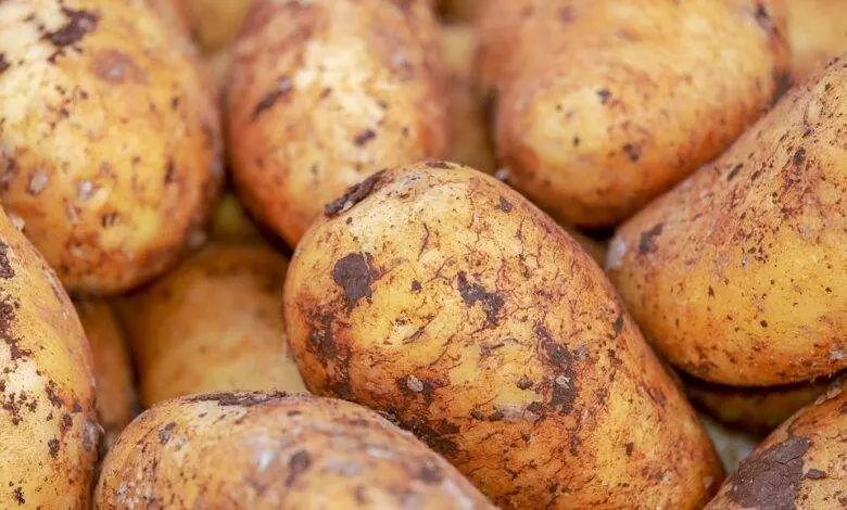 YURT DIŞINDAN GELEN 2 BİN TON PATATES VİRÜSLÜ ÇIKTI 1 potatoes 4059963 960 720